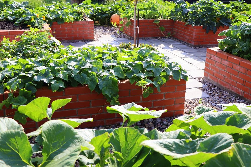 A modern vegetable garden with raised bricks beds