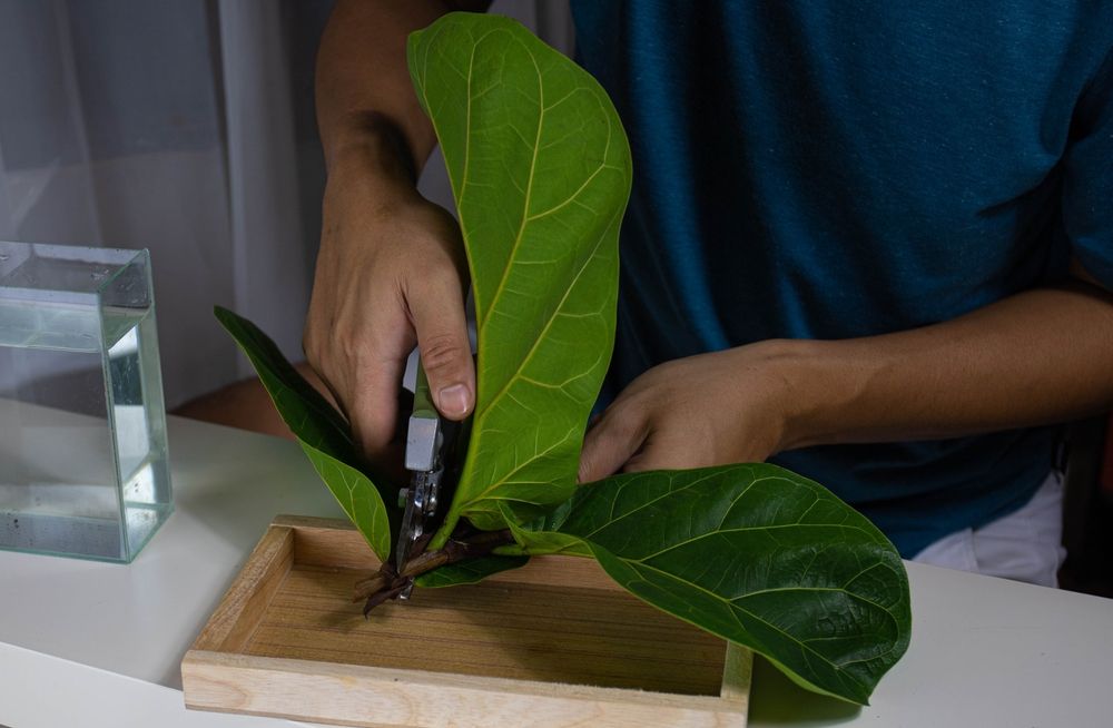 A man is using pruning shears to cut the branches of a Fiddle-leaf fig.
