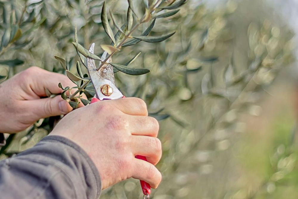 Hands holding pruning shears and cutting olive tree branch in spring