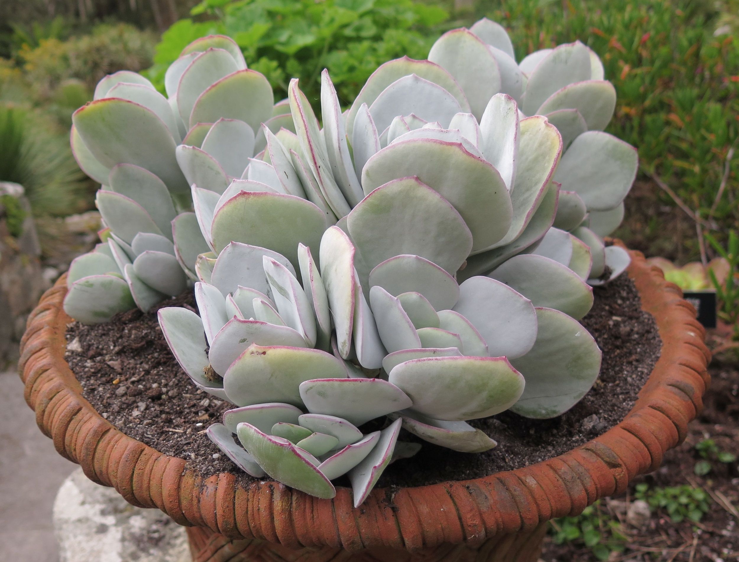 The Succulent, Crassula arborescens (Silver Jade Plant) Growing in a in a Terracotta Flowerpot in a Garden on the Island of Tresco, part of the Isles of Scilly, England, UK