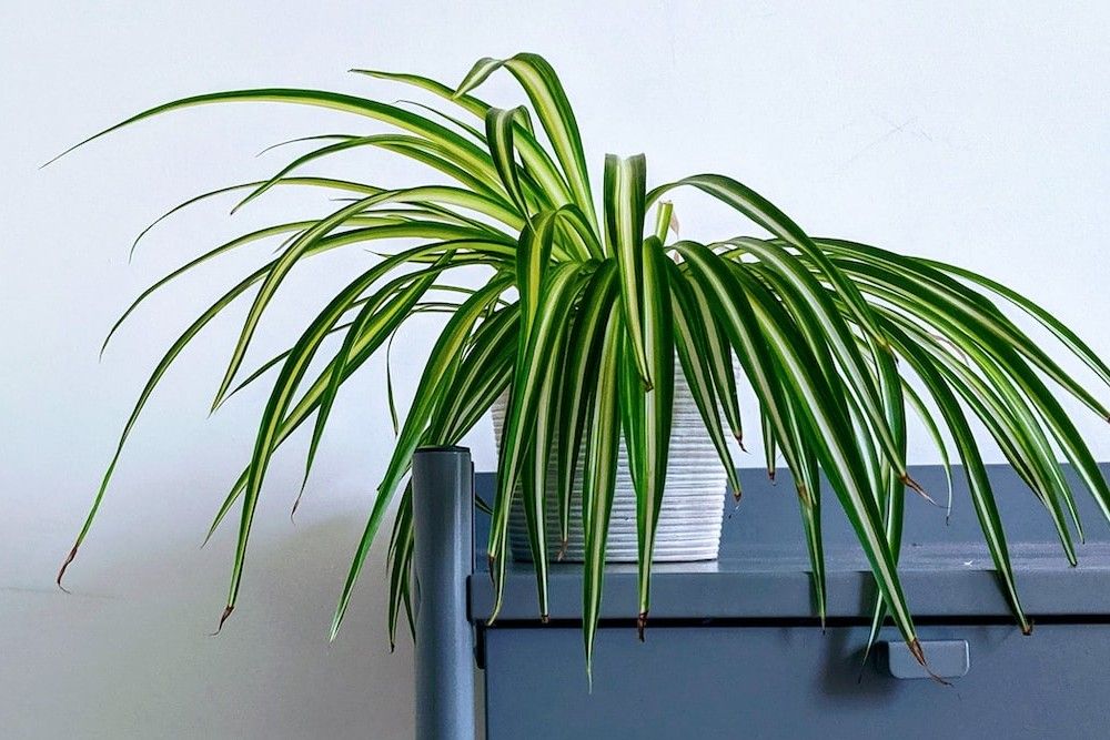 spider plant houseplant combination growing indoors