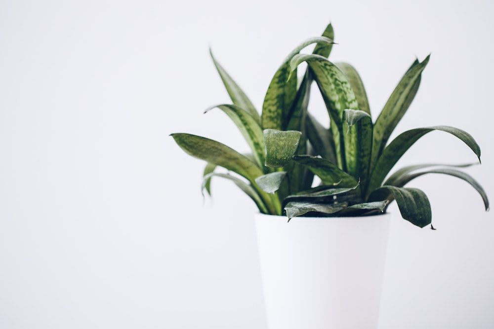 snake plant in a pot white background