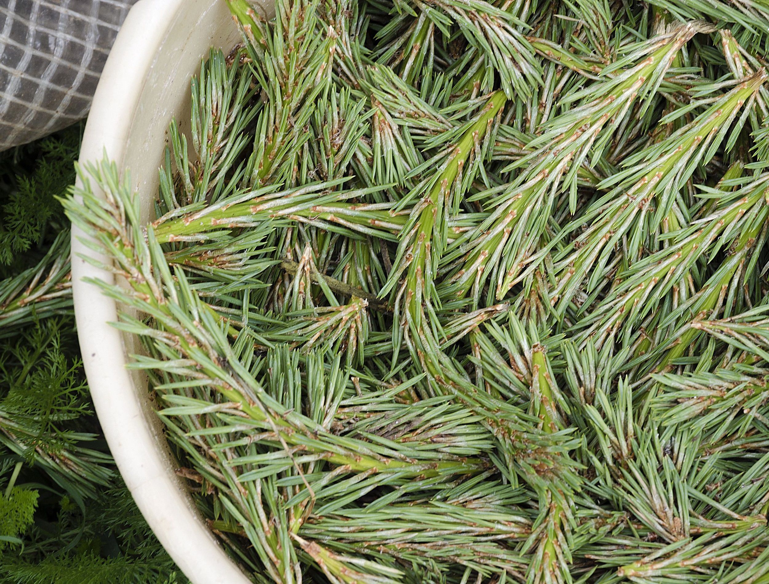 bucket of young spruce branches
