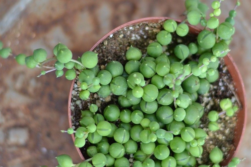 string of pearls in container