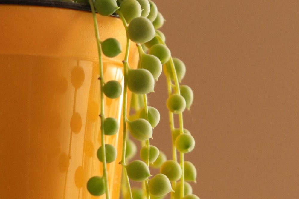 string of pearls cascading down the side of container 