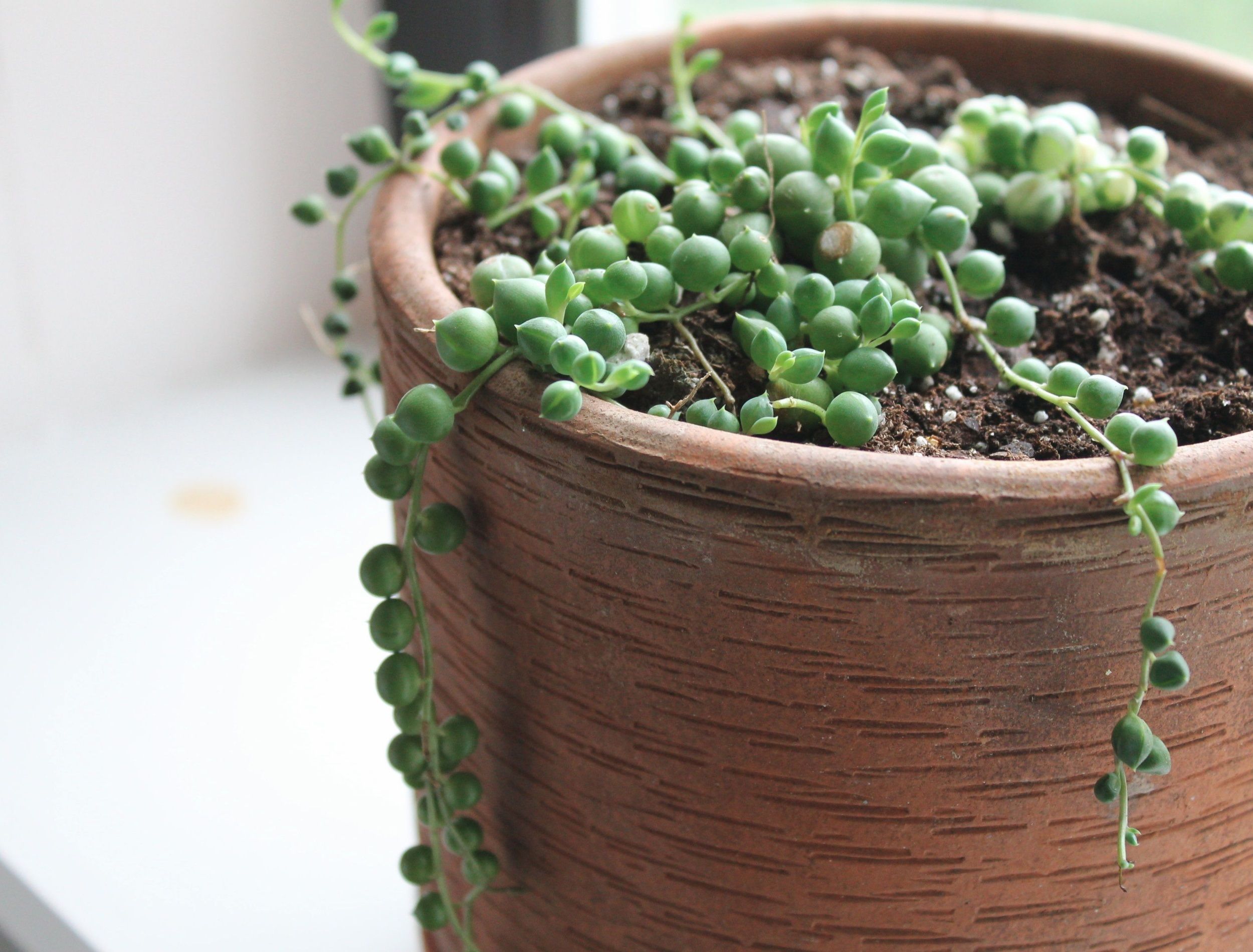 Potted string of pearl succulent