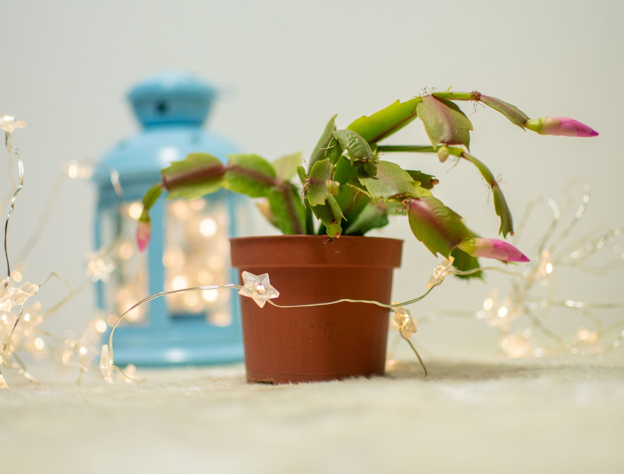 Very wonderful Christmas cactus zygocactus with pink blooms in front of blue lightning lantern and little lights around