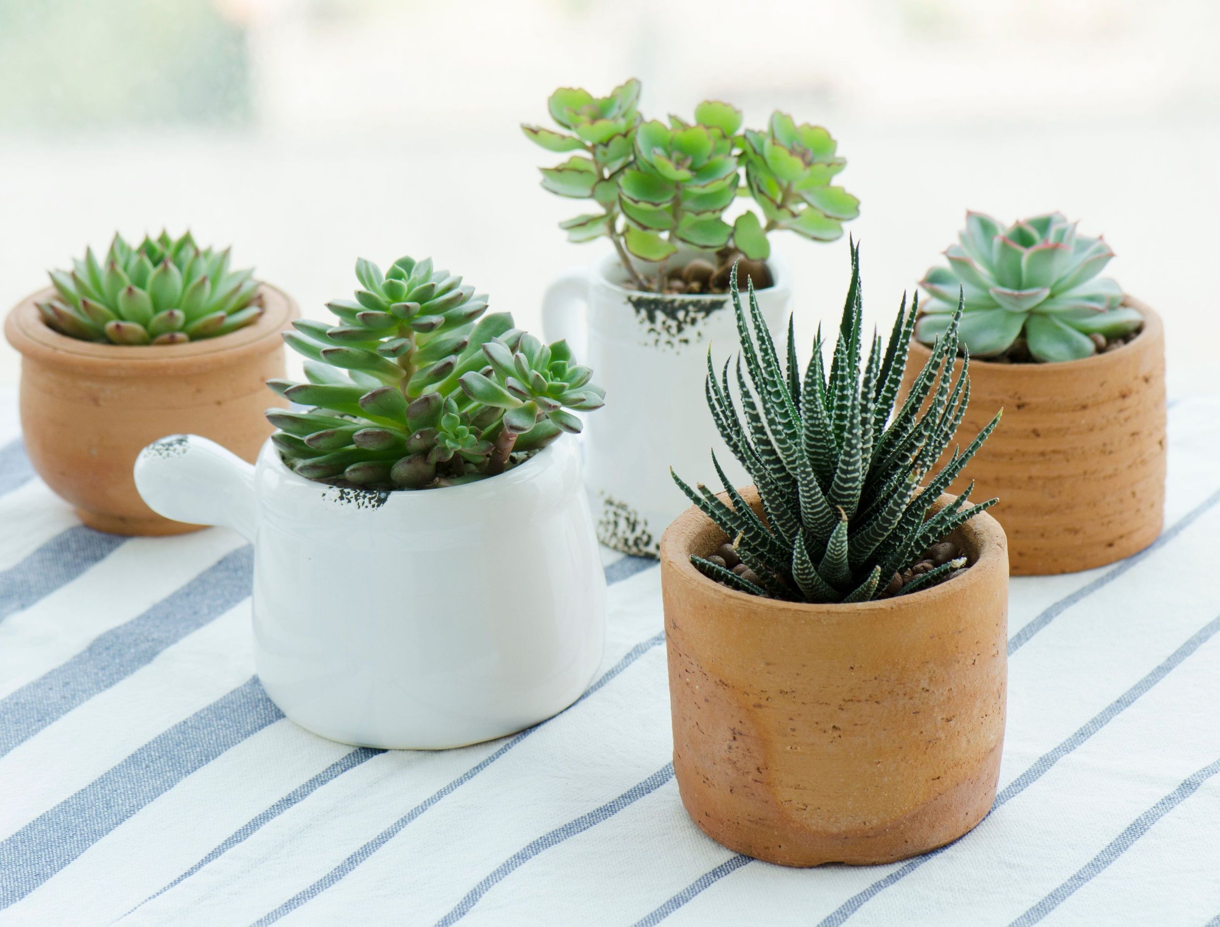 Best Types of Pots For Your Indoor Succulents