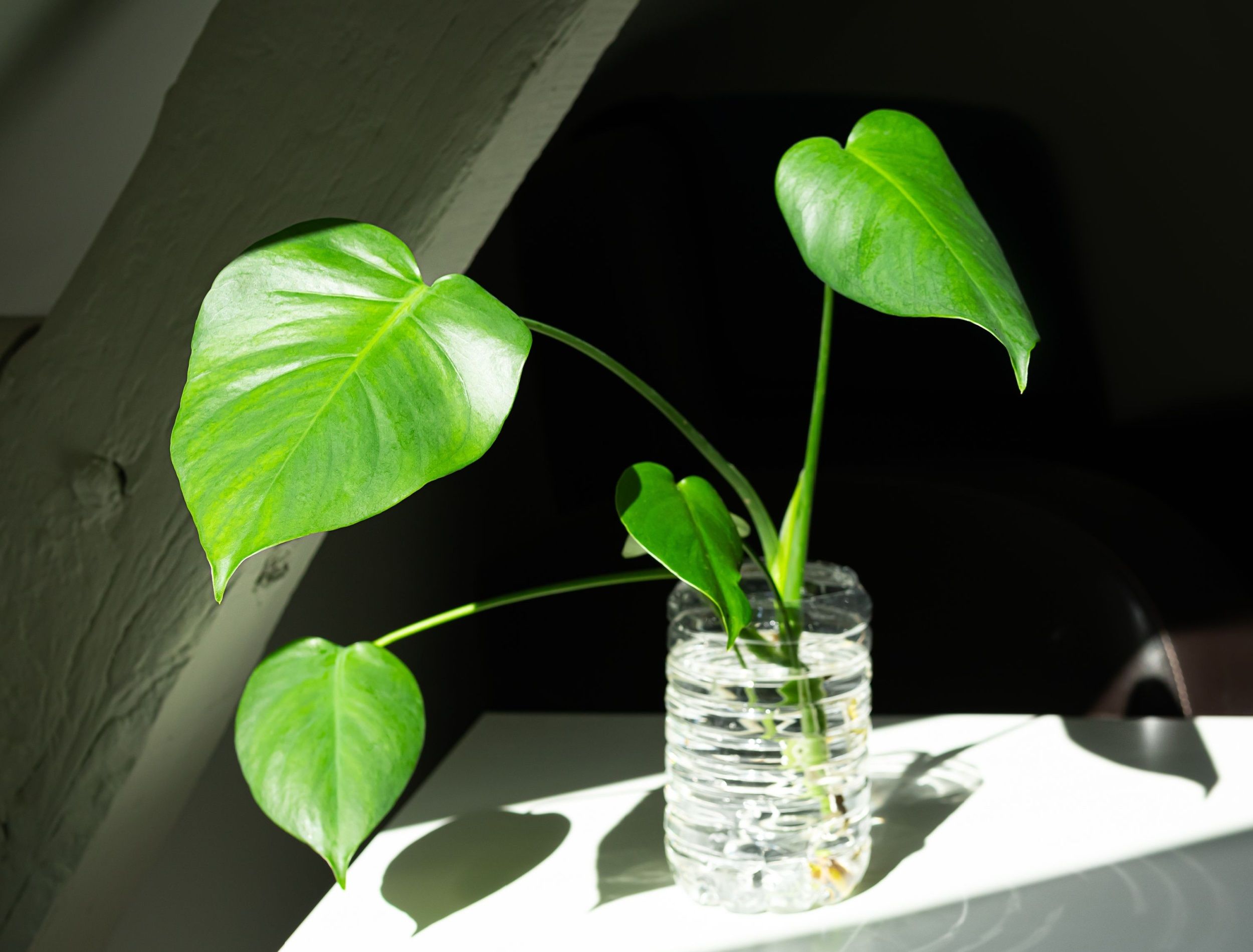 Young plant of Monstera deliciosa in water - propagation of Swiss cheese plant, home gardening and connecting with nature