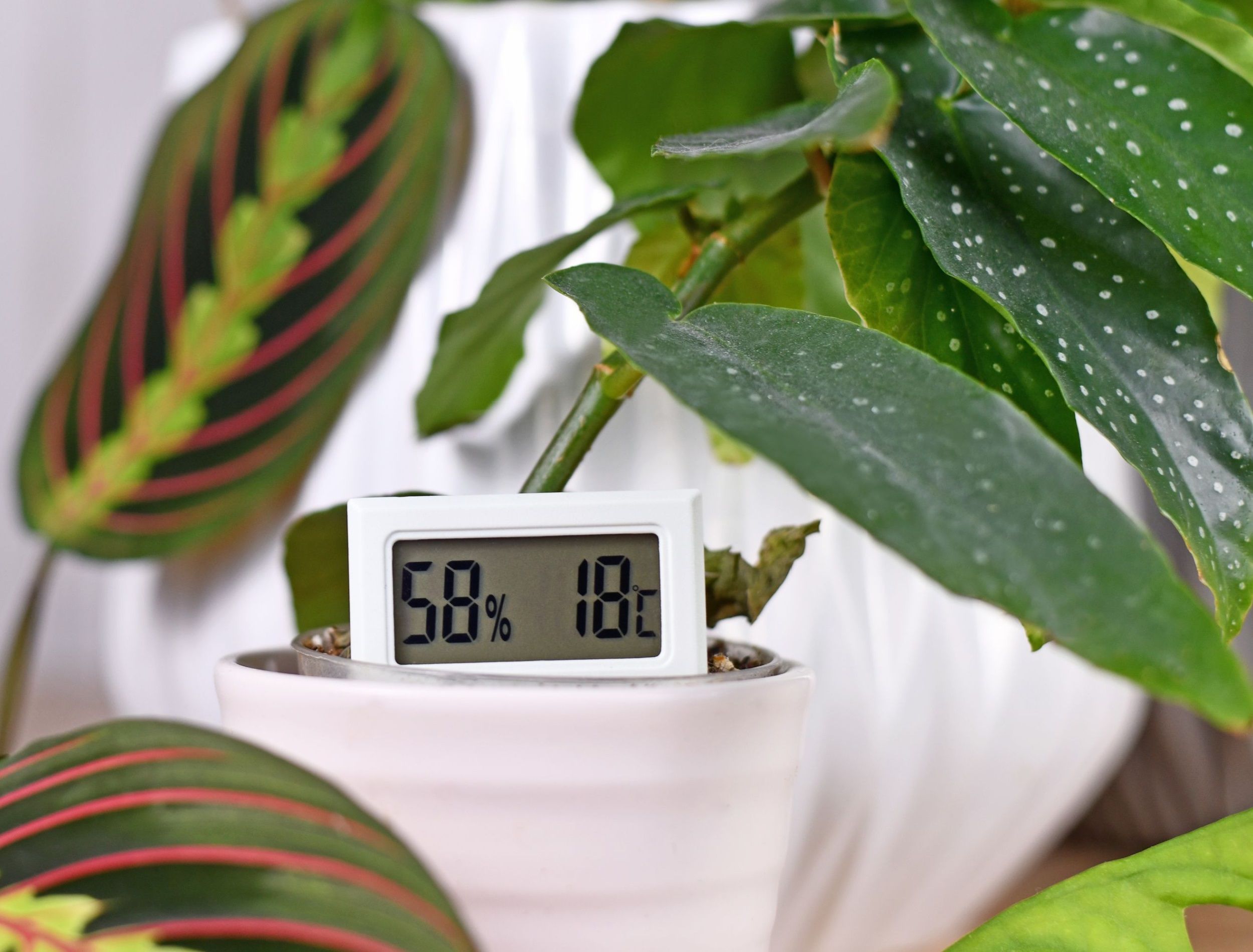 Hygrometer and thermometer device to measure humidity and temperature for houseplants