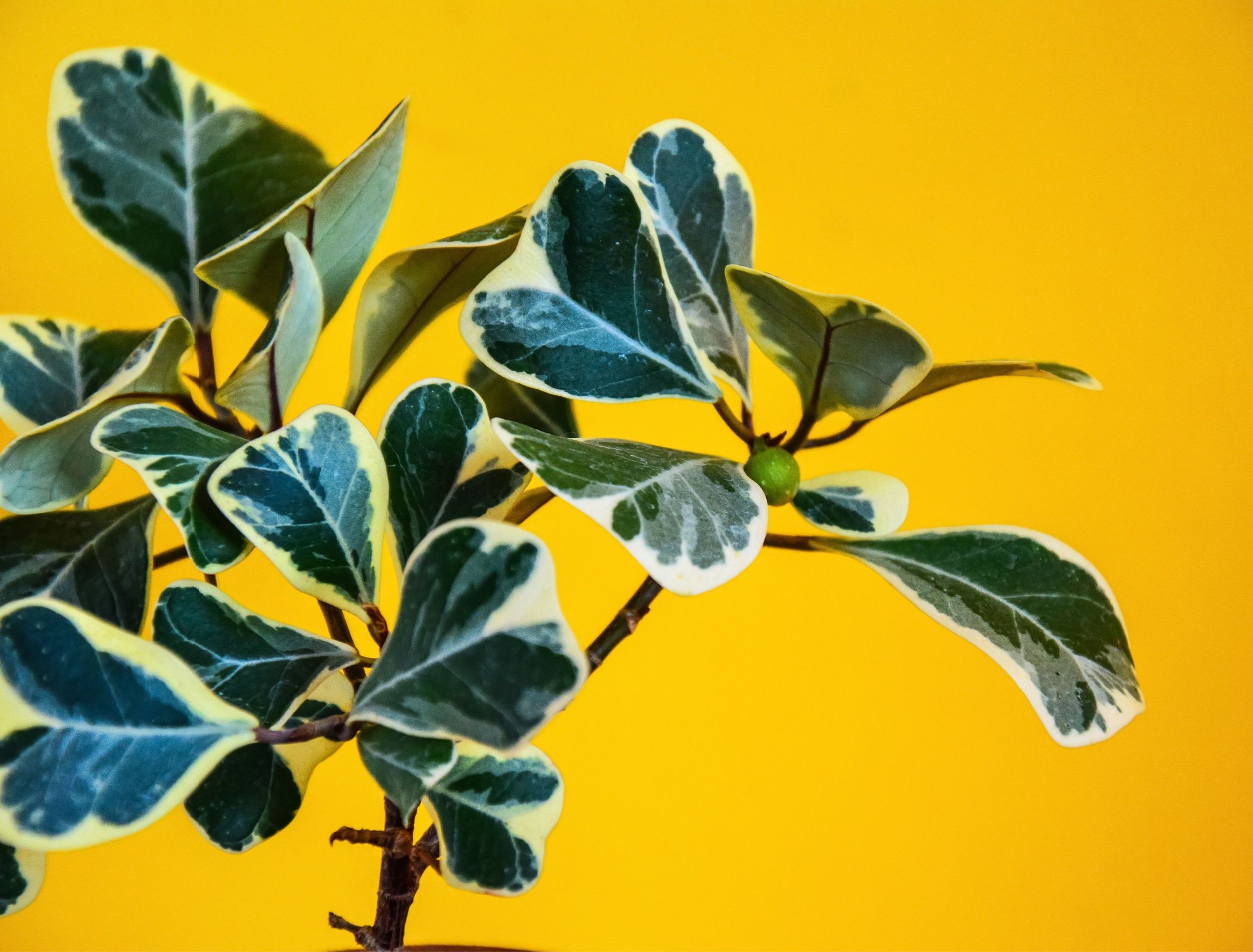 Variegate Ficus with triangular leaves on a yellow background. Ficus Triangularis