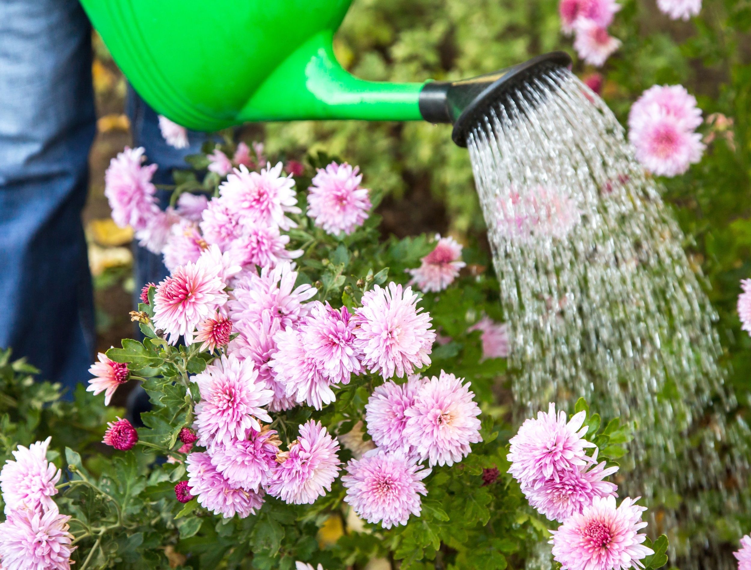 Gardener watering pink purple chrysanthemum flower with water in watering can in garden in sunlight close up