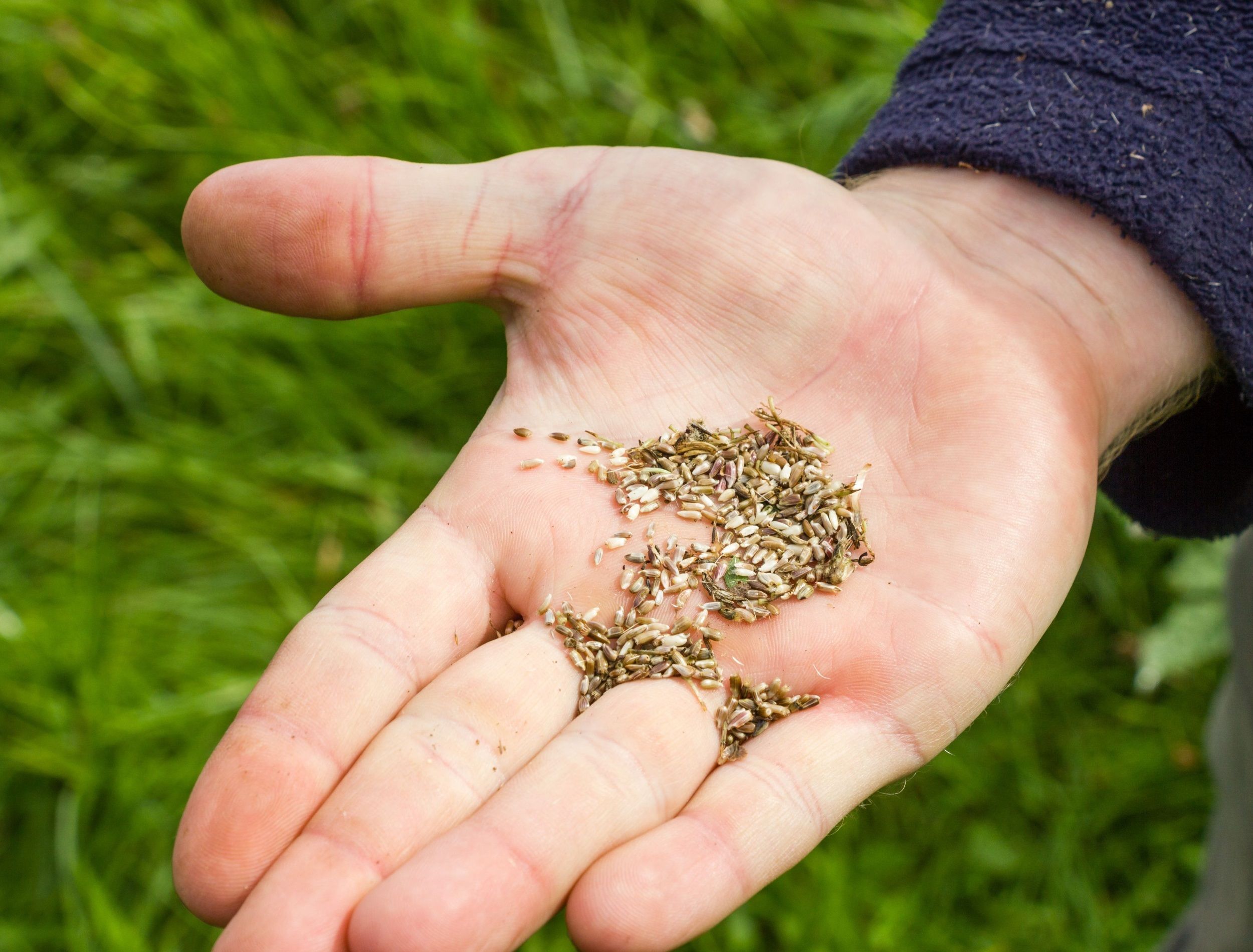 Man's hand holding wildflower seed that has been collected