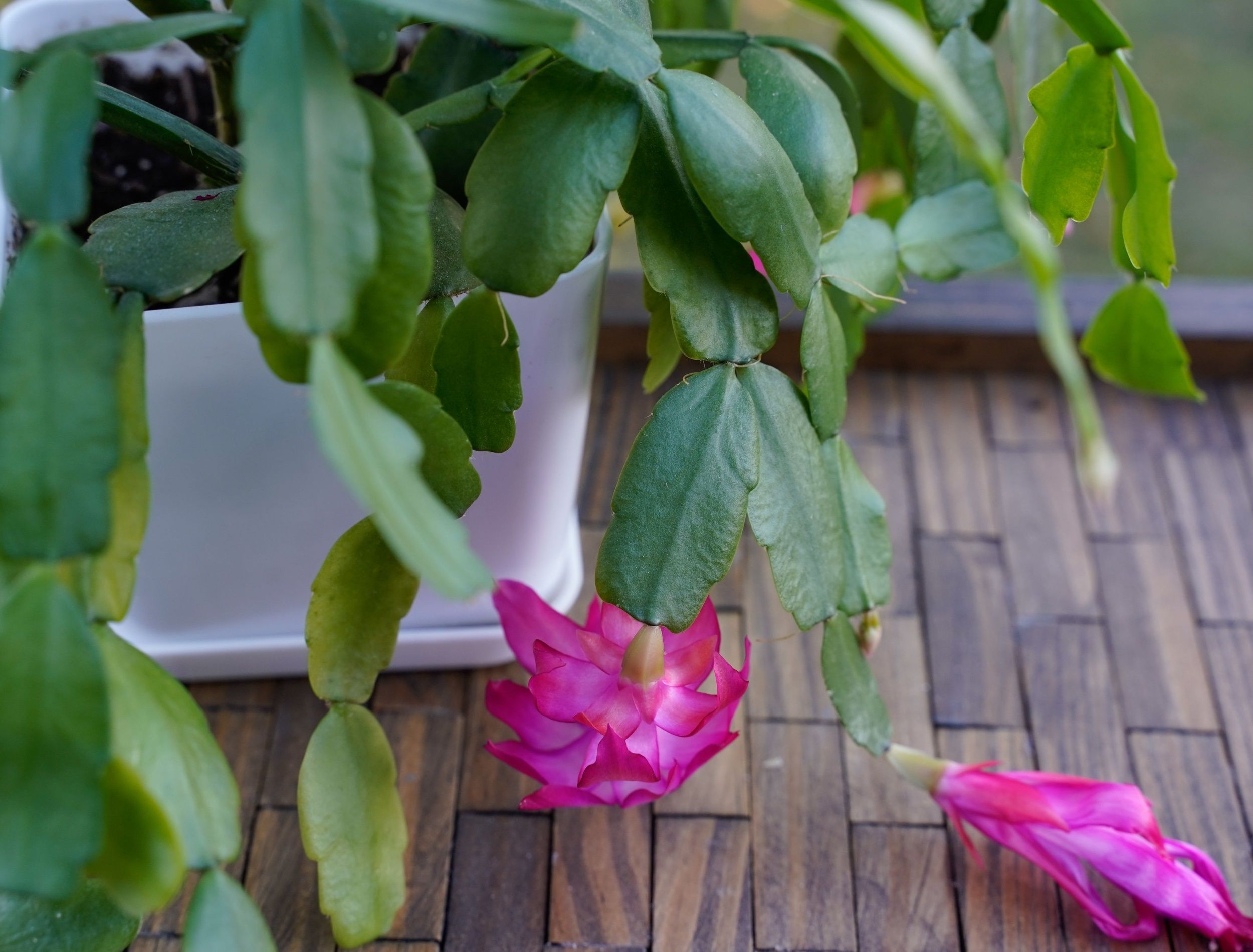 Flowering Christmas cactus. Bright pink flowers. Young plant.