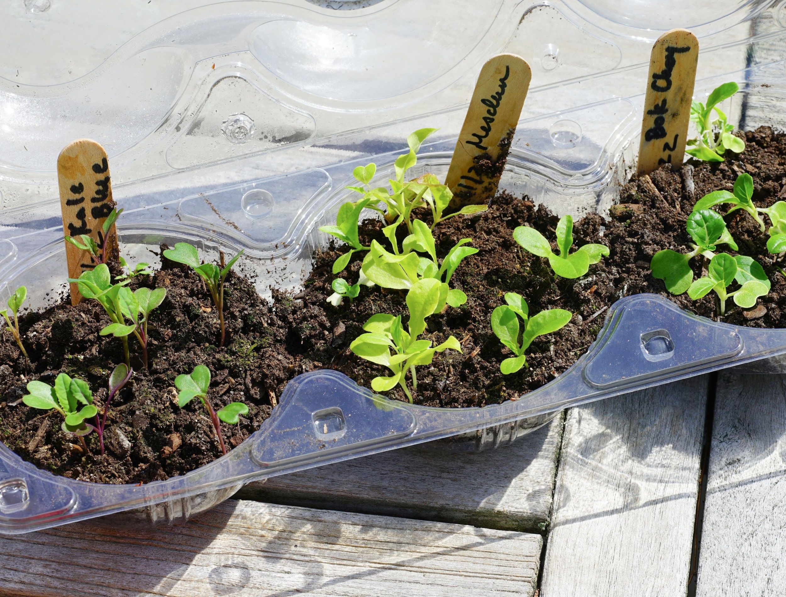 Winter sowing seeds in plastic salad containers