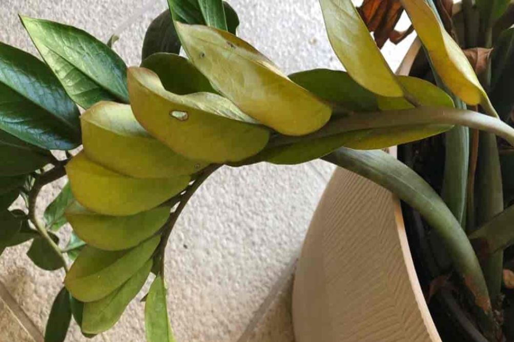 5 Reasons Your ZZ Plant Leaves Are Turning Yellow