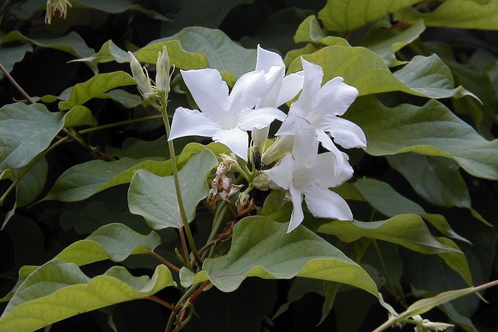 8 Tips For Caring For Mandevilla in Winter