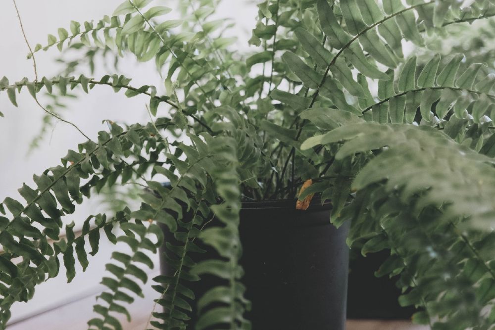 5 Benefits of Having Asparagus Fern in Your Home