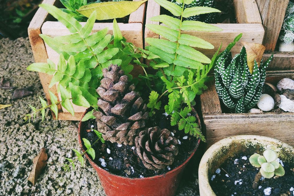 5 Benefits of Having Asparagus Fern in Your Home