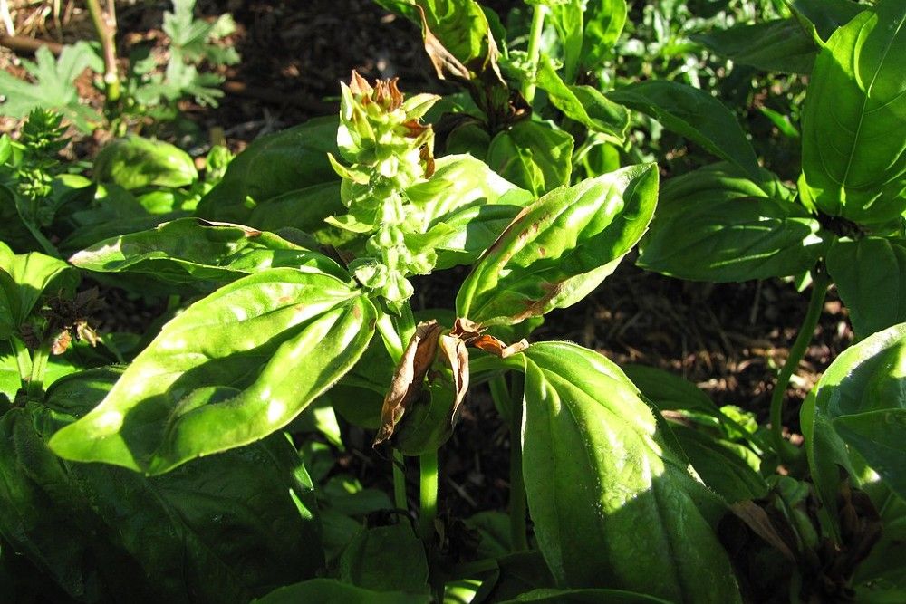 Basil downy mildew plant