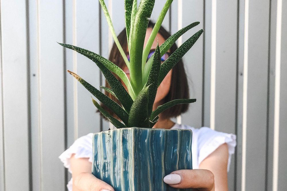 Woman holding a potted aloe vera plant in front of her