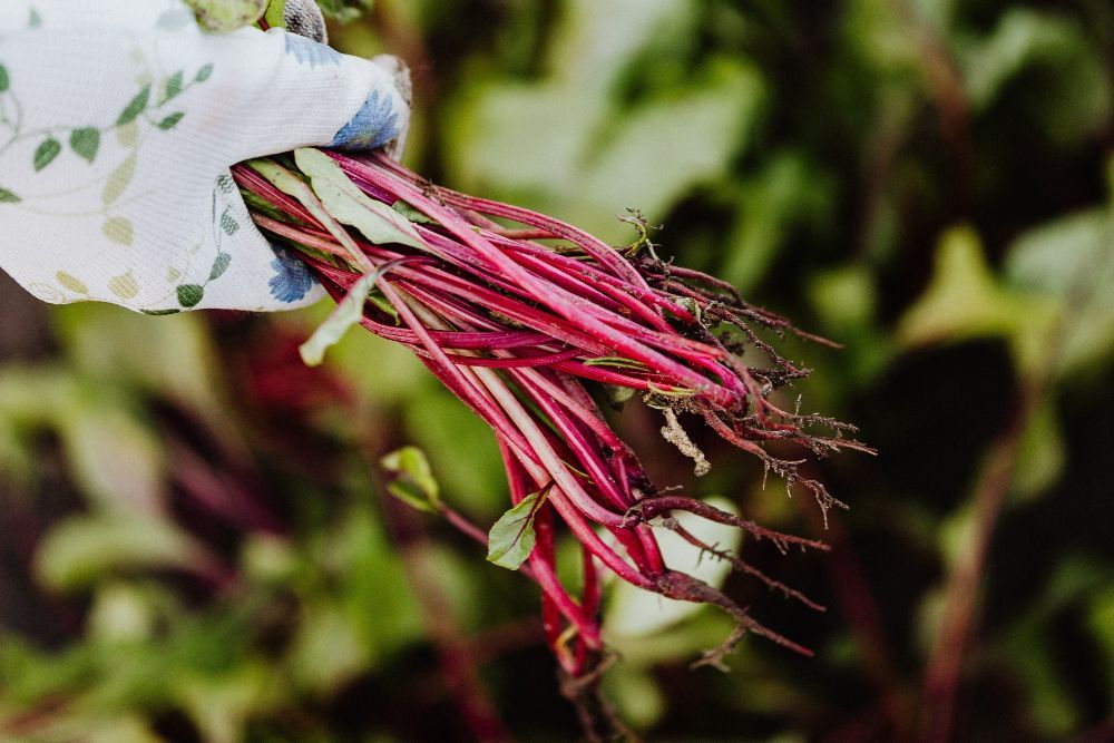 How To Grow And Care For Beets