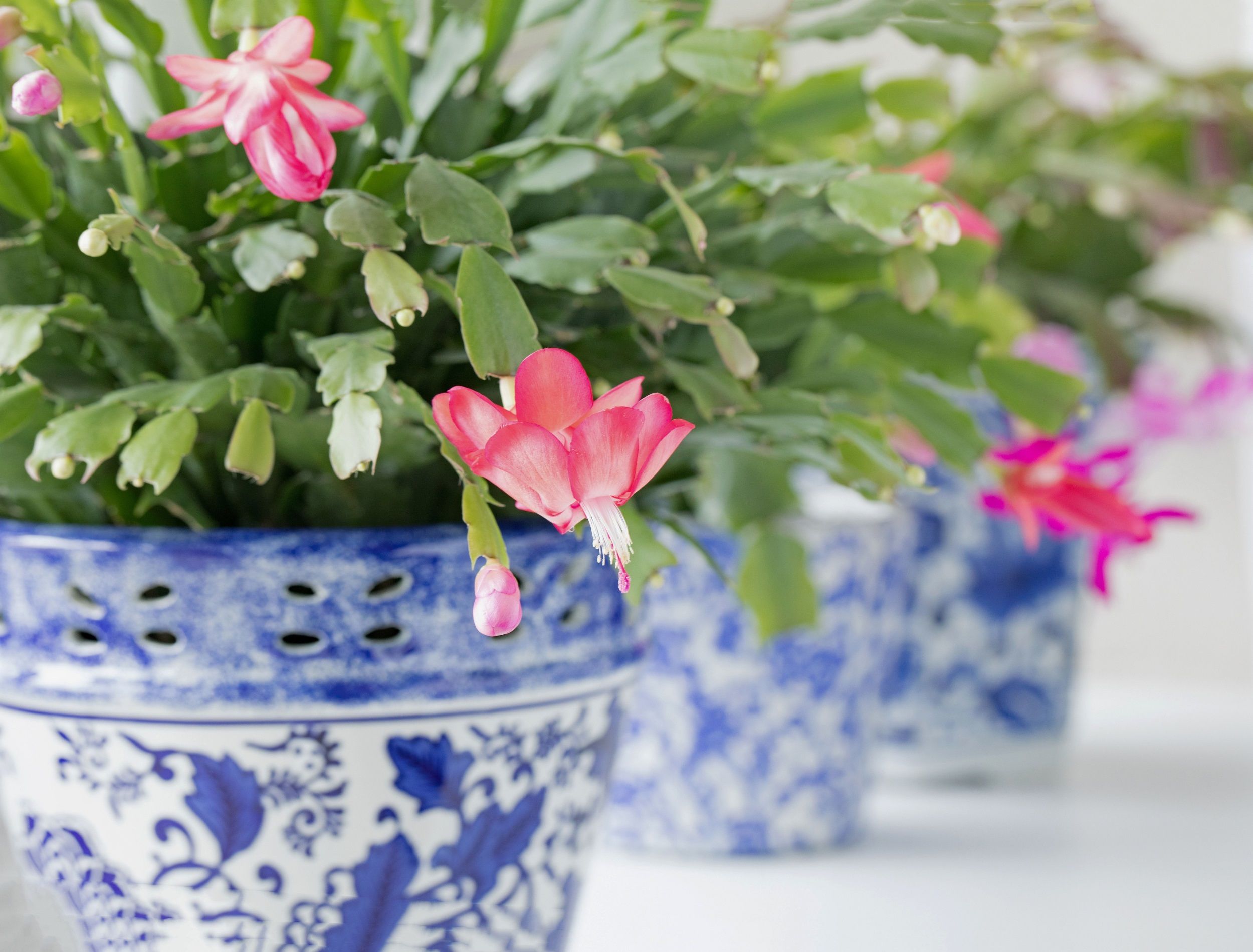 How And When To Prune Your Christmas Cactus