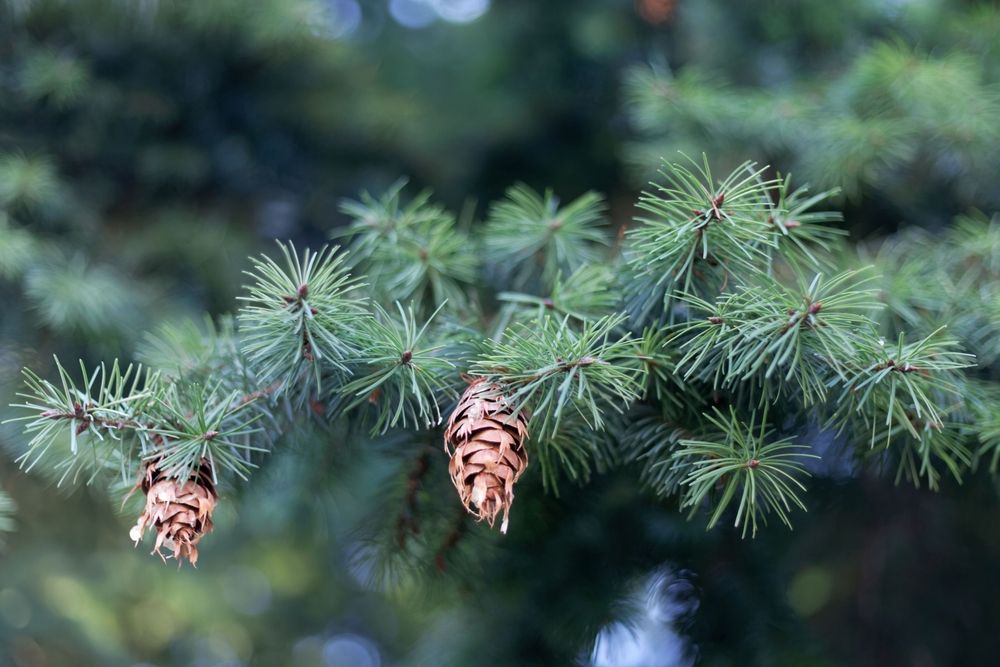 Cone of a Douglas fir 