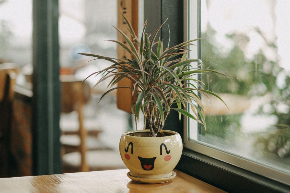 Dracaena draco or dragon tree sitting in a smiling pot near a window