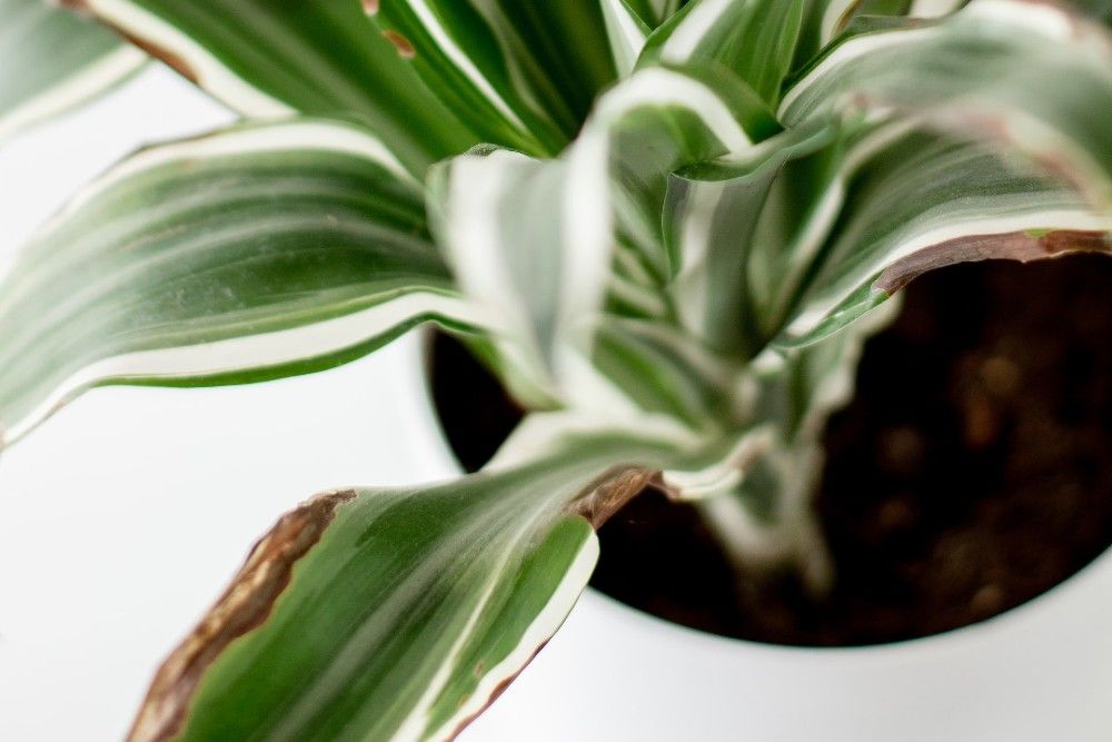 Dracaena with brown leaves