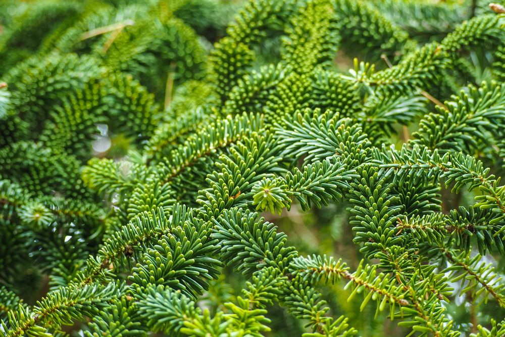Fraser fir green foliage