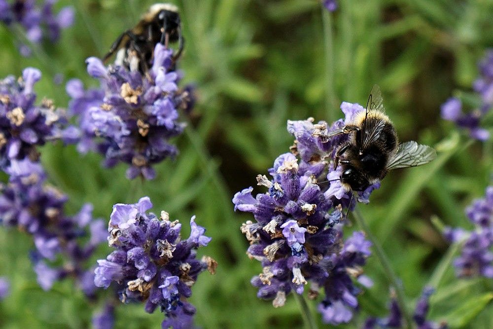 Bees upon Hidcote English Lavender