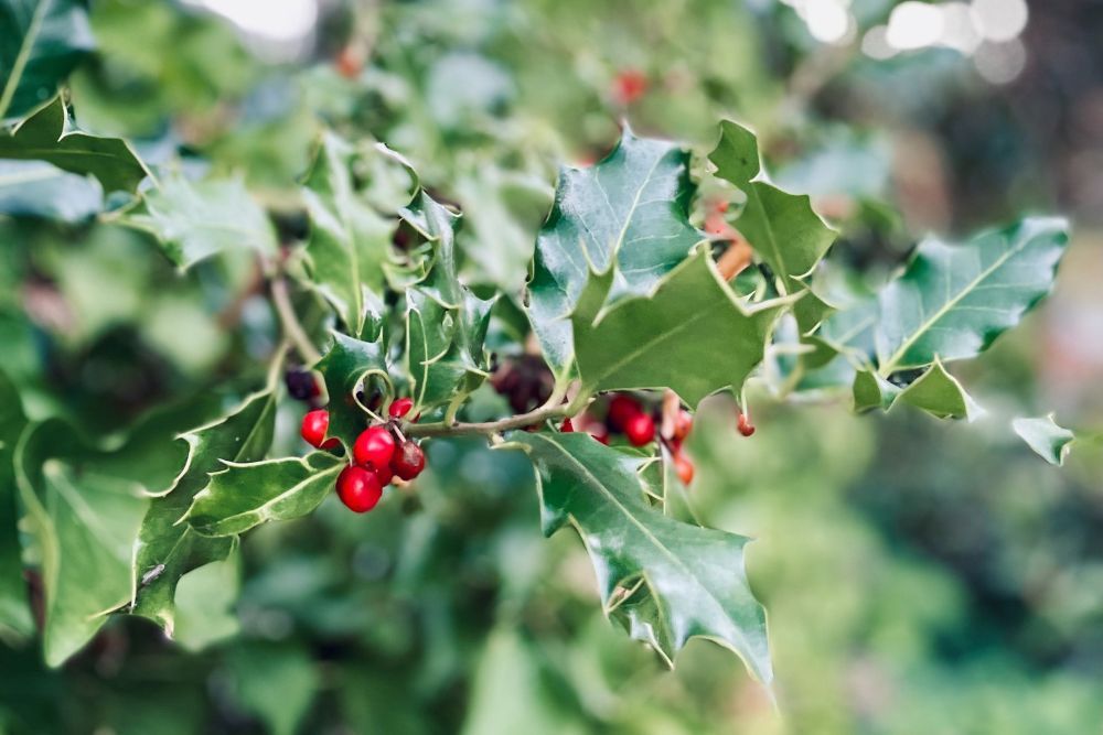 Holly Bush with berries