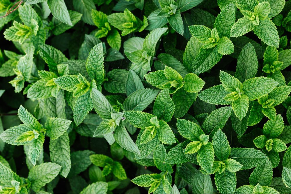 Peppermint leaves