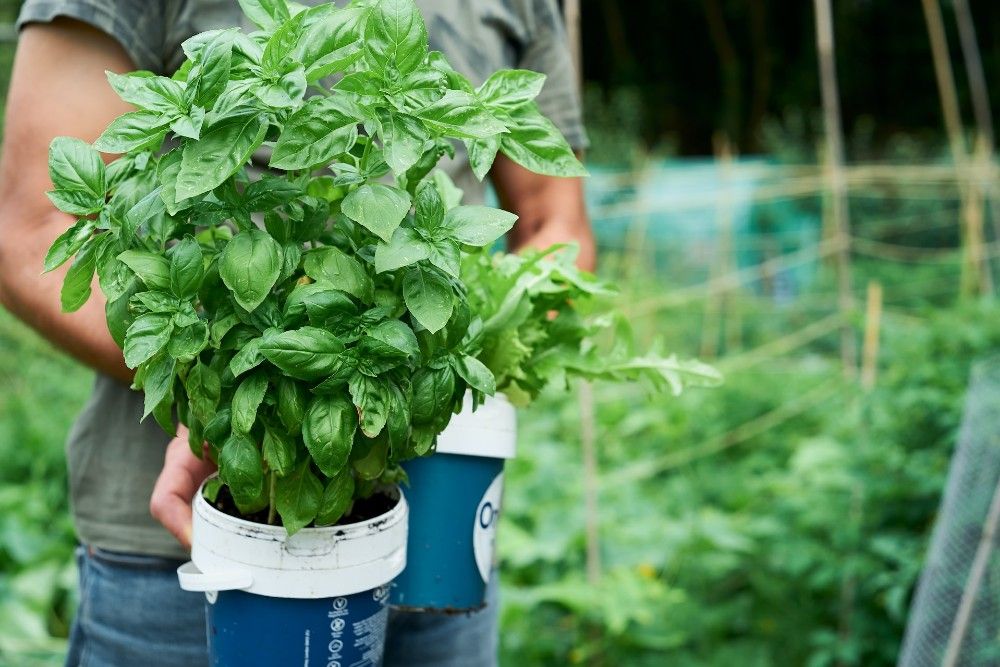Person holding pots of basil