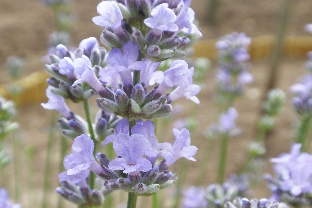 Munstead Lavender