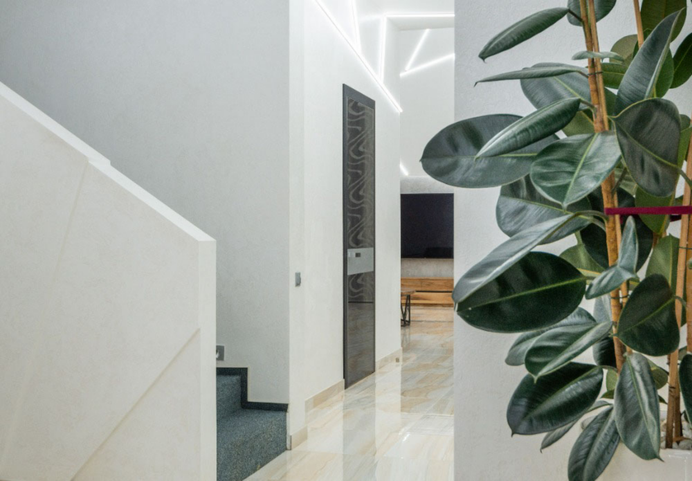 Rubber Plant in Modern Home