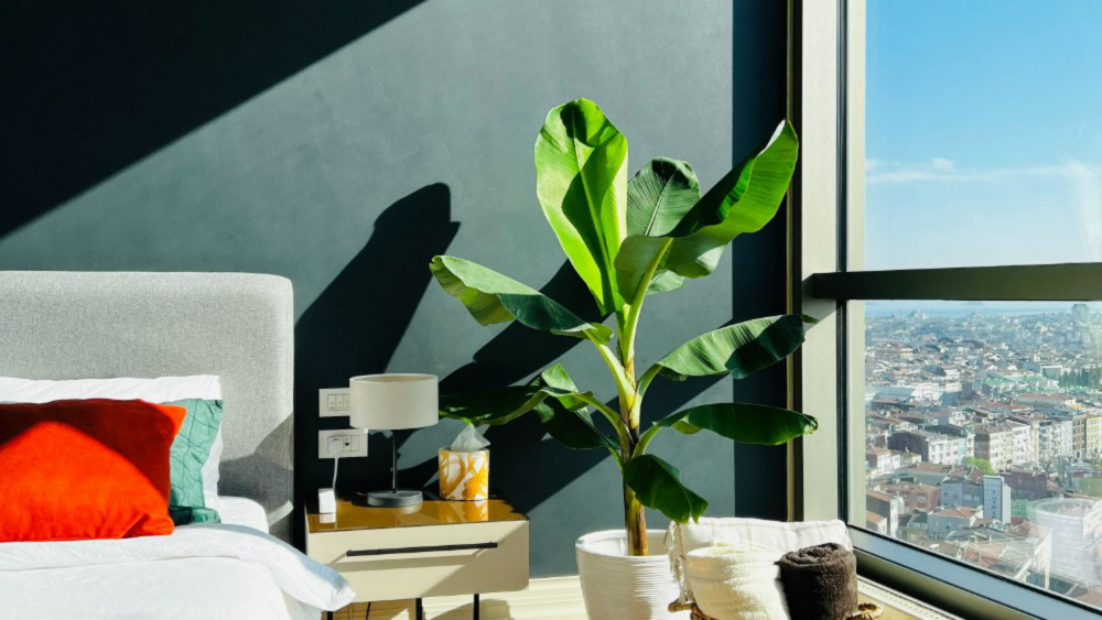 Banana Plant in Bedroom