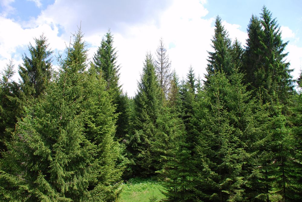 Norway Spruce Trees 