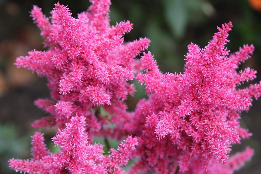 Pink astilbe flowers