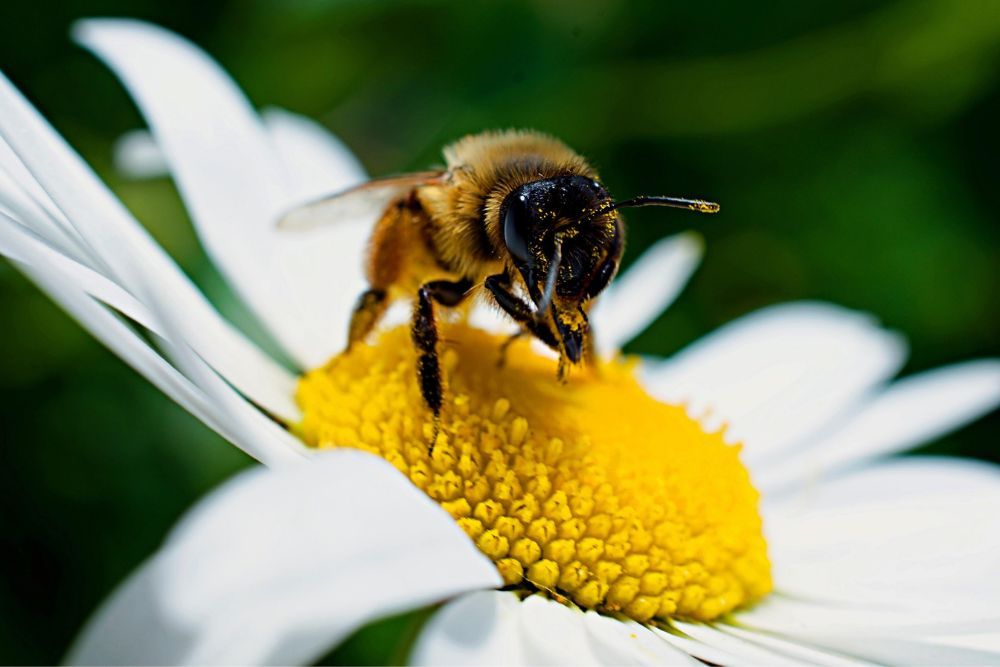 Bee on flower pollinating