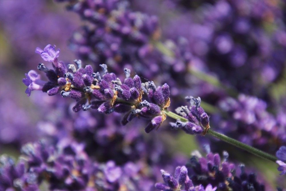 Provence Lavender blooms