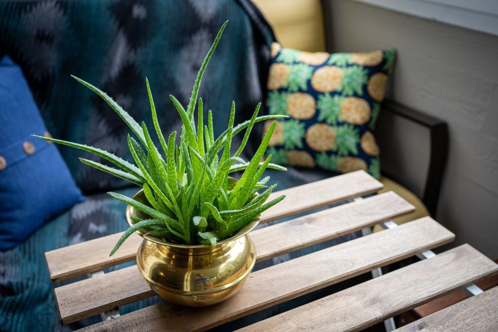 Potted aloe vera plant sitting on a table next to a sofa