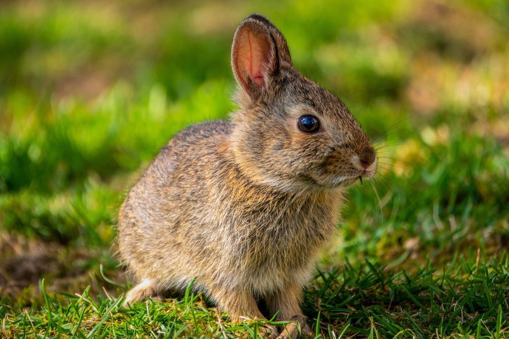 Rabbit on a garden lawn