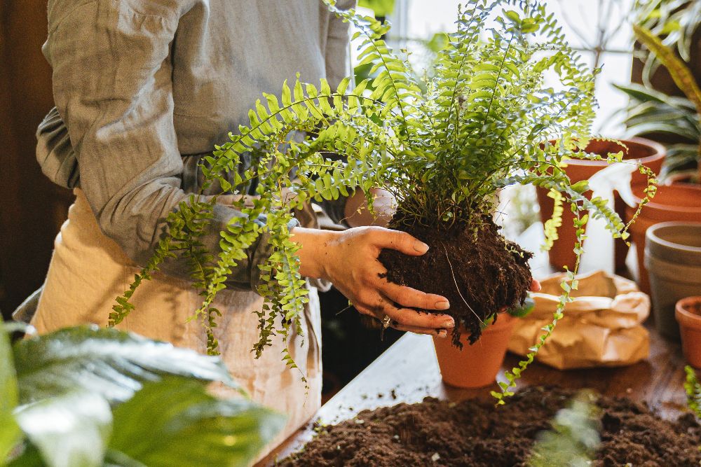 How to repot Asparagus Fern