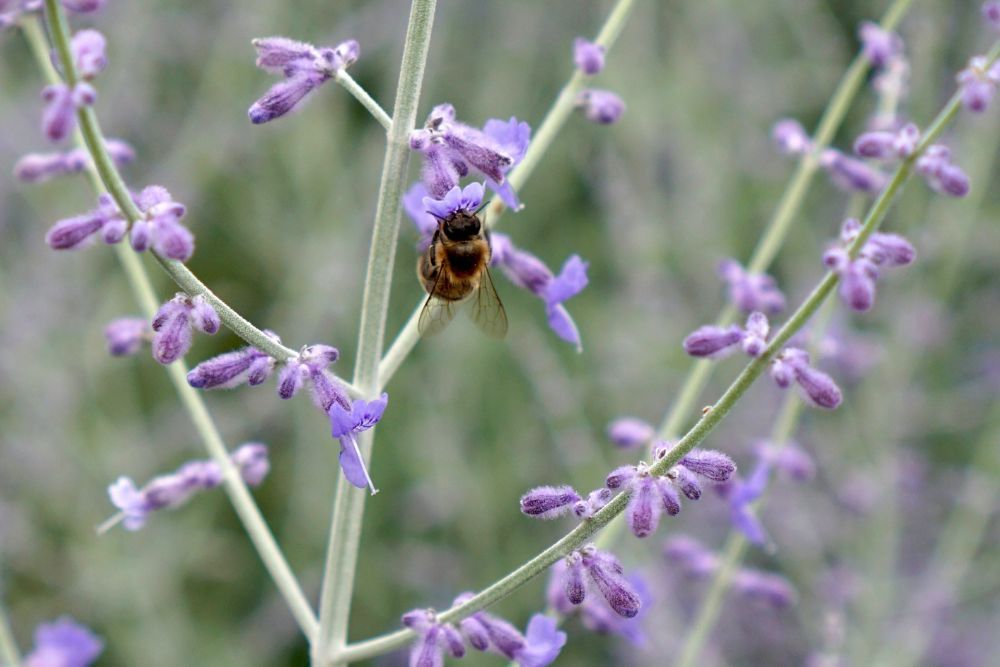 Russian sage with a bee on it