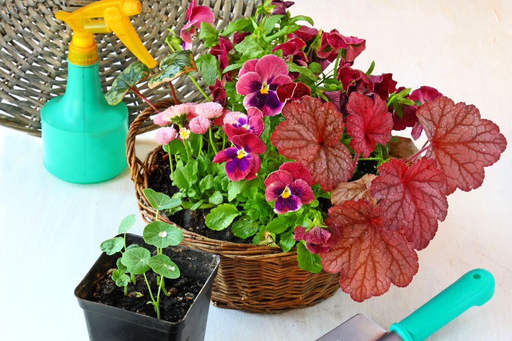 5 Winter Hanging Basket Ideas