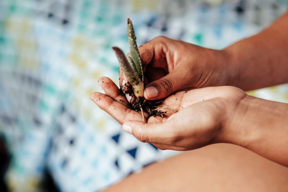 Close up of a young woman hand holding an aloe vera plant with its roots ready to be cultivated