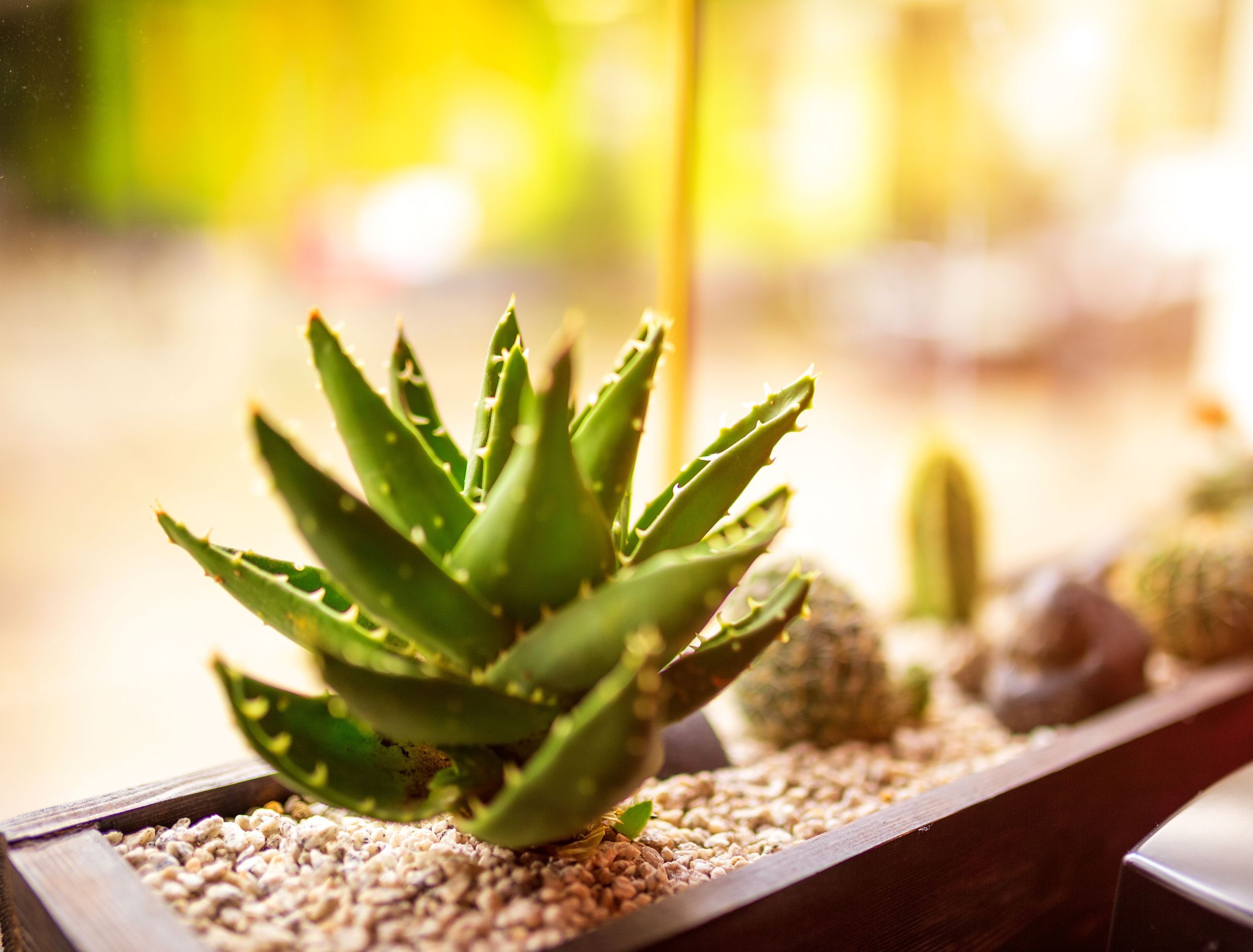 7 Indoor Plants That Grow in Dry Climates