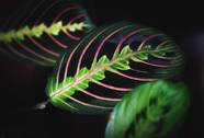 Why Prayer Plants Close At Night